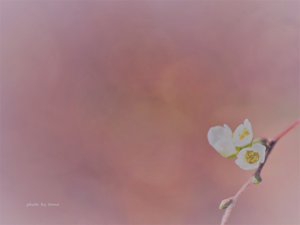 春はじめ