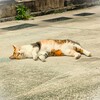 笑う門には猫おちる