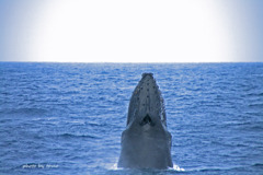 鯨ハート