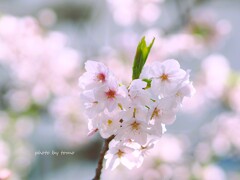 Happy Heart