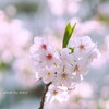 Happy Heart