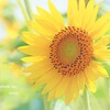 ゆく夏に