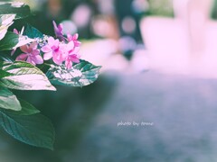 ６月の忘れ物