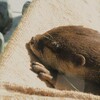 ただただ眠りたいｚｚｚ