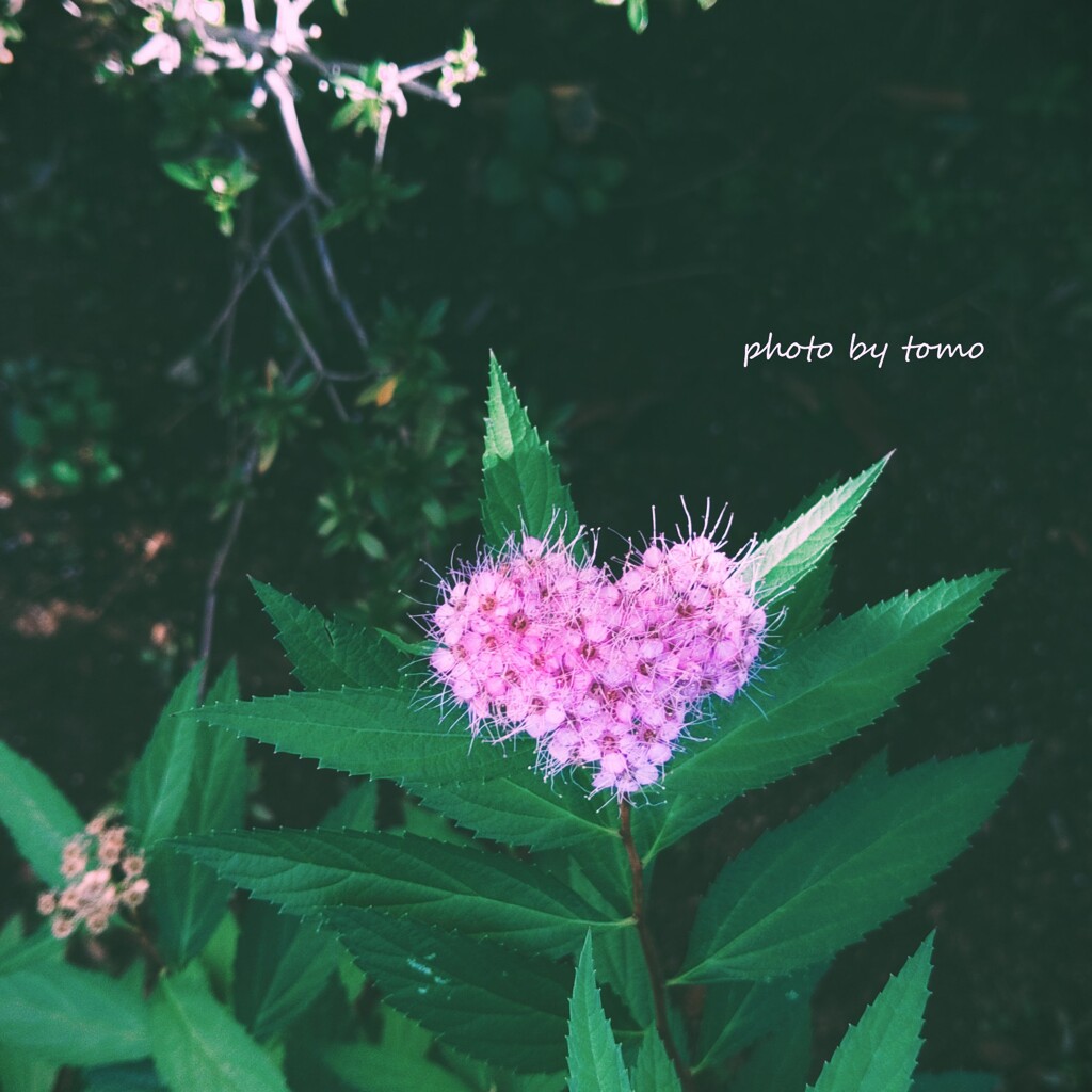 Wishing you happiness♡