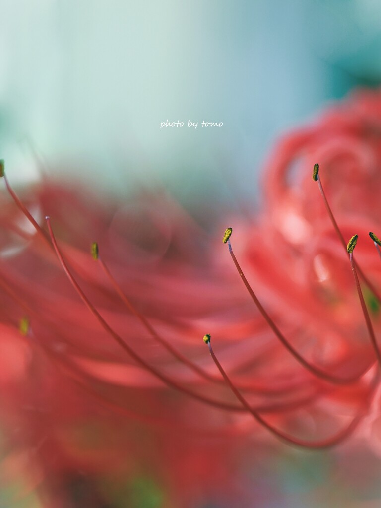 みだれ髪の