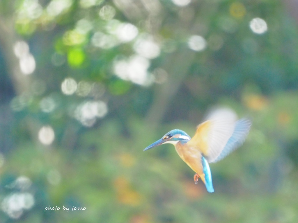 the blue bird of happiness