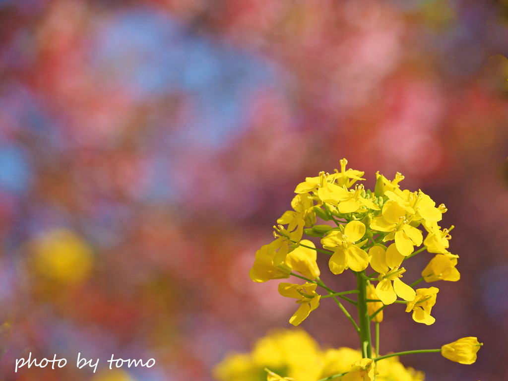 春を告げる花