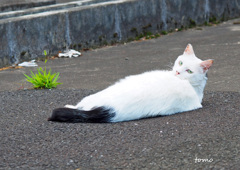 みかえり美人