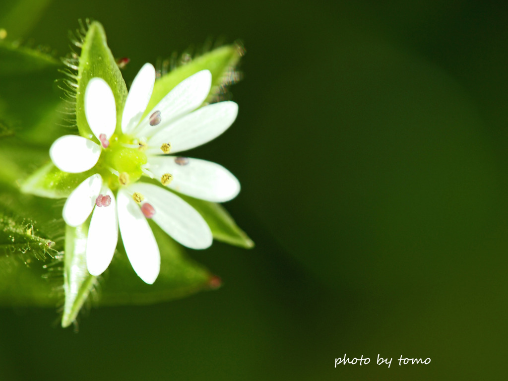 ここにしか咲かない花 By Tomo Id 写真共有サイト Photohito