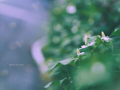 ミライ
