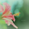 ゆめうつつ