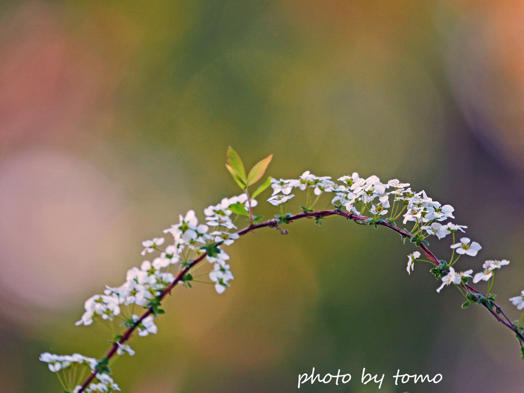 花の虹を渡って