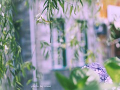 青嵐