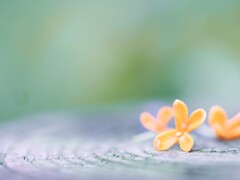 秋の忘れ物♡ 秋の忘れ物♡