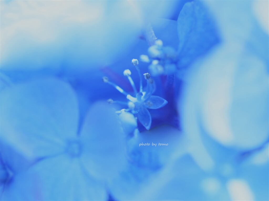 海の声を