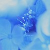 海の声を