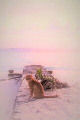 I am Ginger !