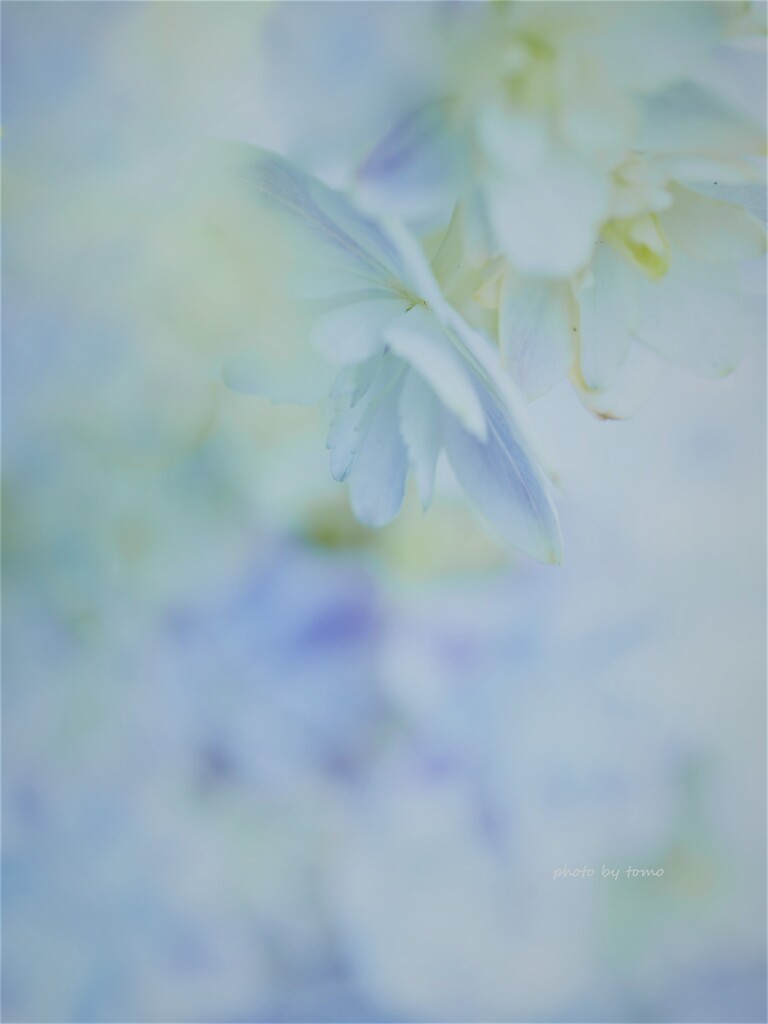 アメニトケル
