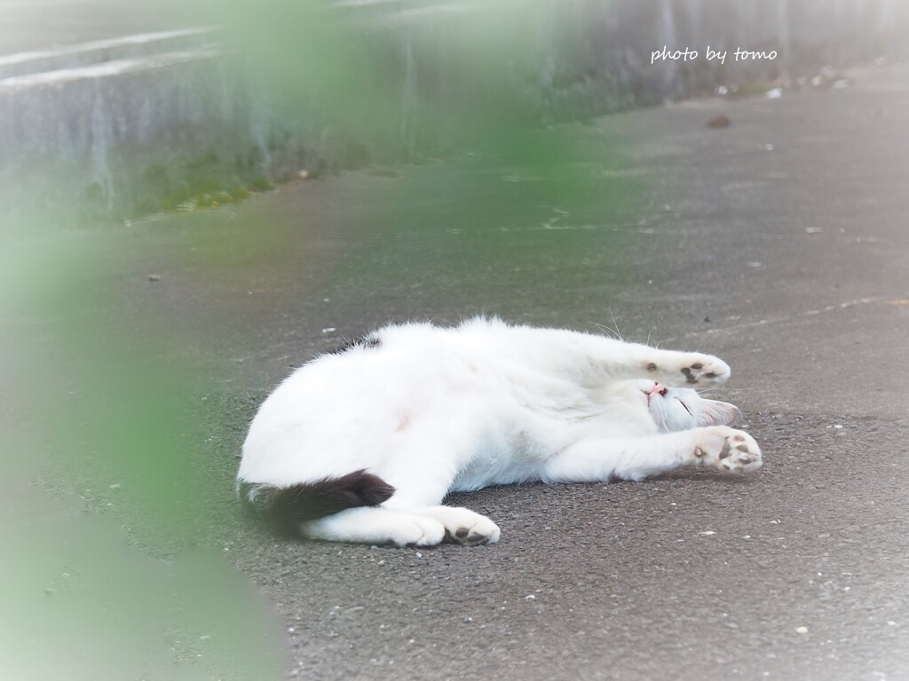 きょうはにゃんの日？