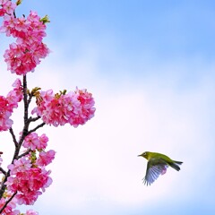 春配達中♡