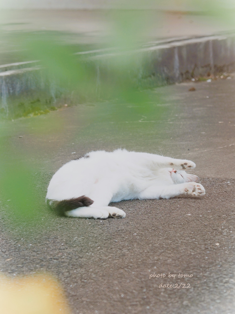 ฅ^•ω•^ฅ