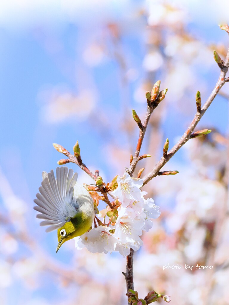 サクラサク♡