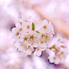 ハート桜再び