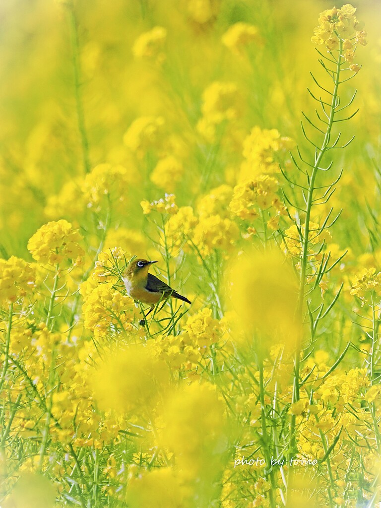 ハルイロ散歩