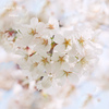 春の忘れ物　sakura heart