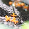 君が思い出になる前に