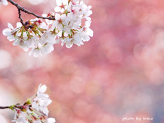 ４月桜