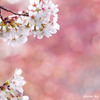 ４月桜
