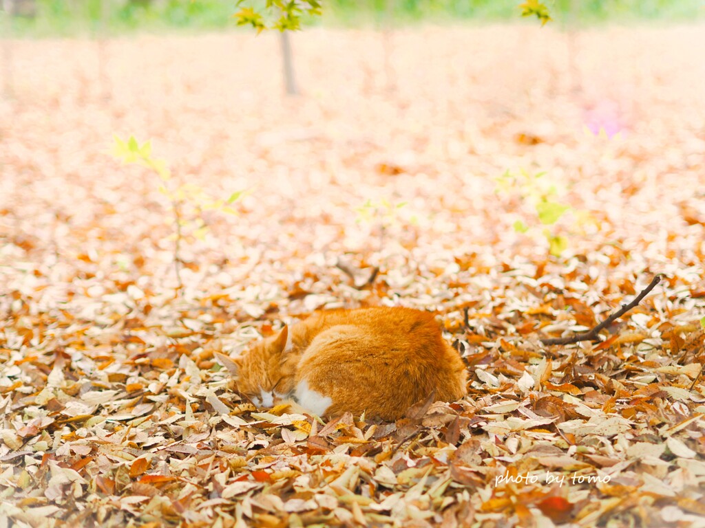 ねこは枯れ葉でまるくなる♫