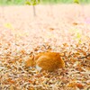 ねこは枯れ葉でまるくなる♫
