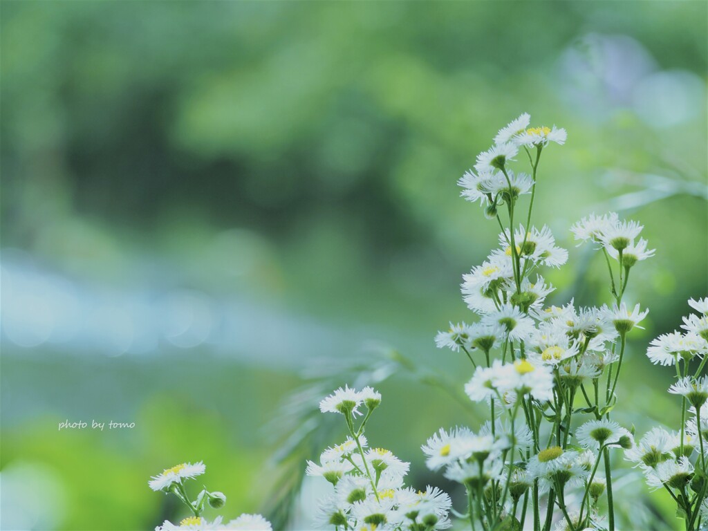 涼風