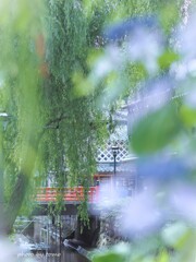 アジサイ色に染まる街　海街Diary I