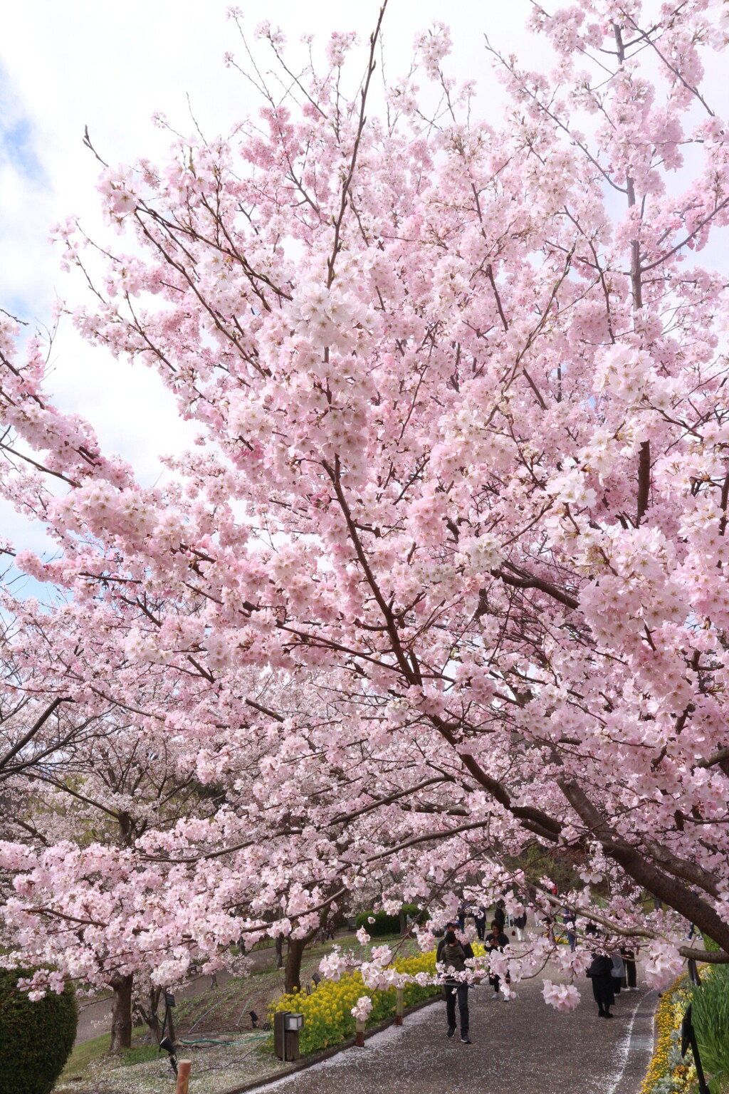 桜