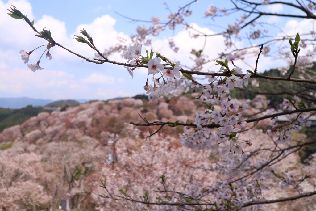 吉野山②