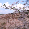 吉野山②