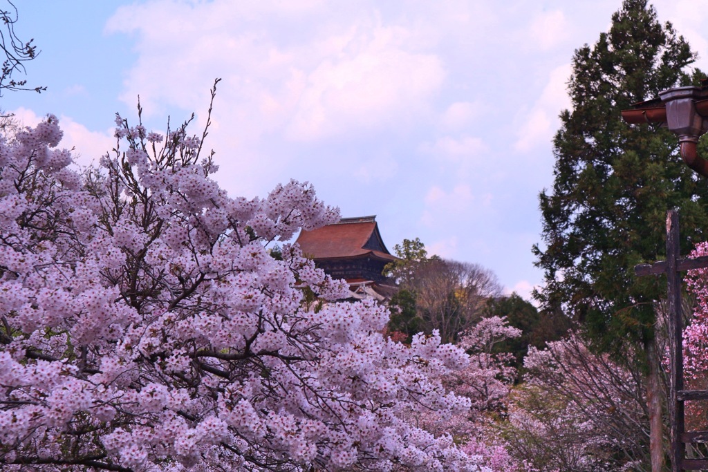 吉野山①