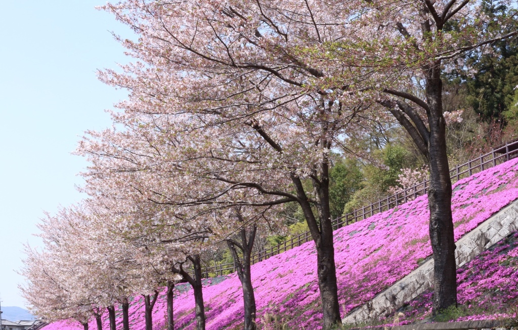 桜✖️サクラ