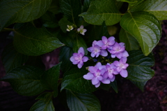 坪庭の紫陽花