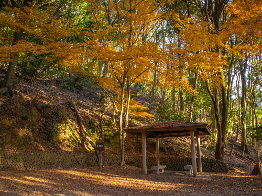 大吉山休憩所の黄葉