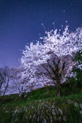 夜桜