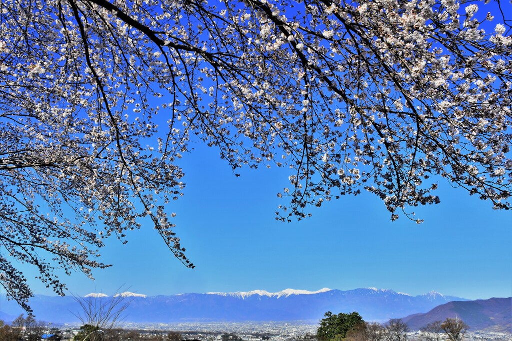 桜と南アルプス連峰