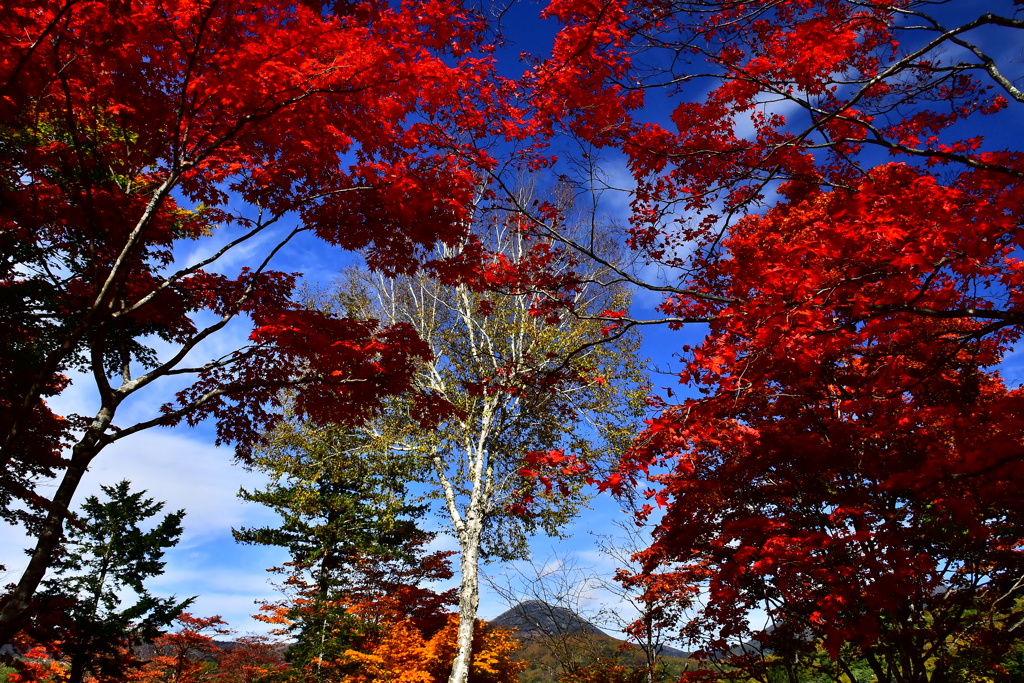 蓼科湖紅葉