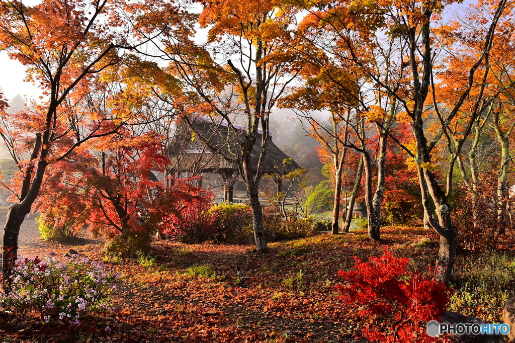 忍野の紅葉