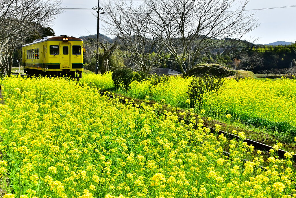 菜の花とローカル線