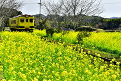 菜の花とローカル線